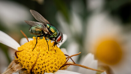 fly on flower