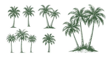 alm Tree Vintage Sketch Summer Beach Tropical Set Engraving Engraver Retro Vector Print Depicting Detailed Palm Trees