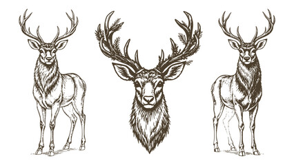 Christmas Deer Head Vintage Sketch Holiday Xmas Engraving Engraver Retro Vector Print Set Detailed Illustration