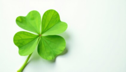 Close-up, four-leaf clover, soft shadow, white background, close up, photography