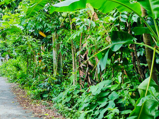vibrant green  leaves on a tree branch in a natural tropical environment