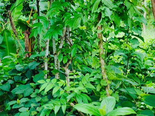 Obraz premium vibrant green leaves on a tree branch in a natural tropical environment