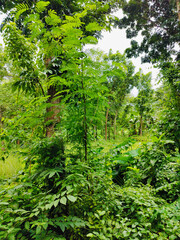 vibrant green  leaves on a tree branch in a natural tropical environment