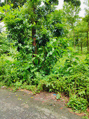 Obraz premium vibrant green leaves on a tree branch in a natural tropical environment