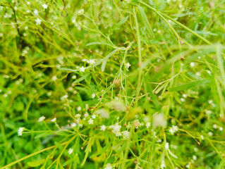 green leaves in the garden