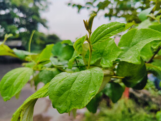 Lush green foliage with dewdrops showcasing nature's serenity and vitality