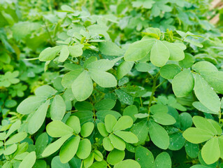 Fototapeta premium Lush green foliage with dewdrops showcasing nature's serenity and vitality