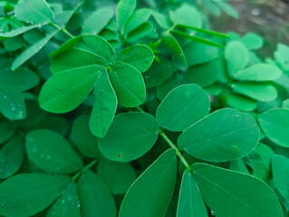 Lush green foliage with dewdrops showcasing nature's serenity and vitality