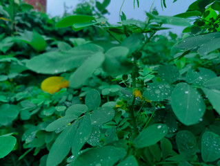 Lush green foliage with dewdrops showcasing nature's serenity and vitality