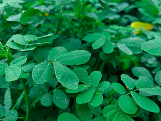 Lush green foliage with dewdrops showcasing nature's serenity and vitality