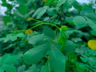 Lush green foliage with dewdrops showcasing nature's serenity and vitality