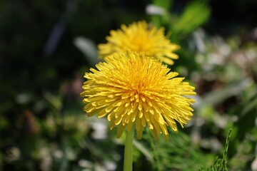 Dandelions bloom in the spring in Japan's Satoyama