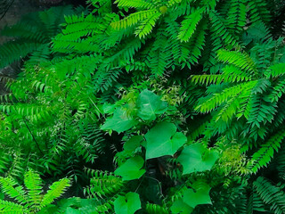 Lush green foliage with dewdrops showcasing nature's serenity and vitality