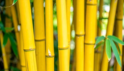 Fototapeta premium Close-up View of Vibrant Yellow Bamboo Stalks