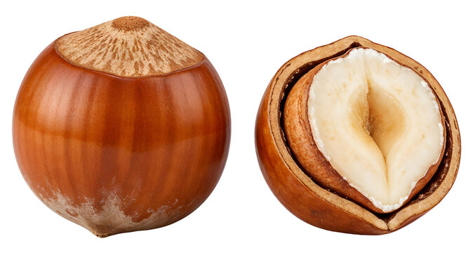 Hazelnuts (whole + shelled) , isolated on transparent background, png