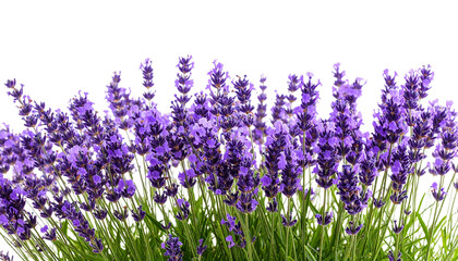Naklejka premium Field of lavender in full bloom under dramatic isolated on white background. Png