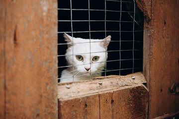 White cat with green eyes looking through cage in animal shelter.