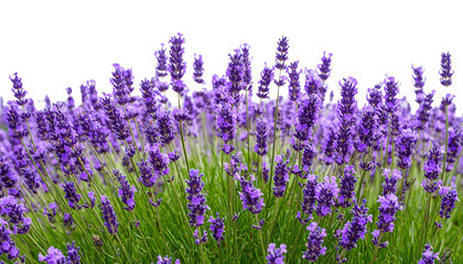 Naklejka premium Field of lavender in full bloom under dramatic isolated on white background