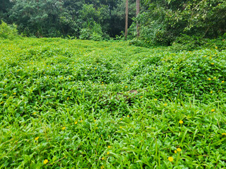Vibrant meadow bursts with tiny yellow wildflowers creating a lush green carpet leading to a dense...