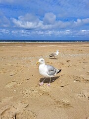 seagull on the beach
