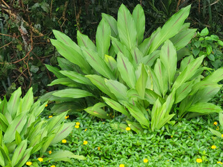 Lush vibrant green tropical foliage with delicate yellow wildflowers blooming amidst dense jungle...