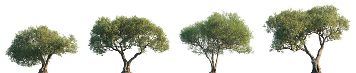 Set of Olea europaea (The olive) frontal street trees isolated png on a transparent background perfectly cutout