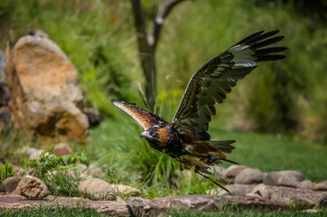 Wedge Tailed Eagle