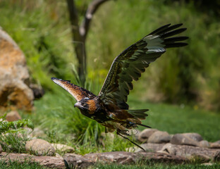 Fototapeta premium Wedge Tailed Eagle