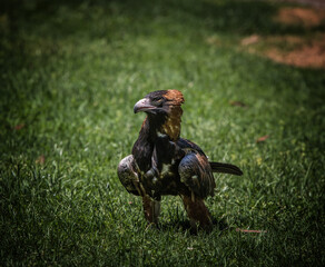 Wedge Tailed Eagle