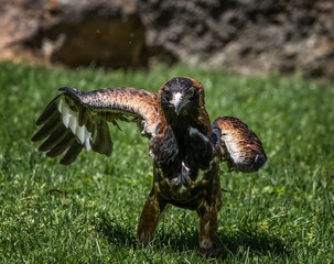 Wedge Tailed Eagle