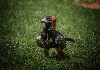 Wedge Tailed Eagle
