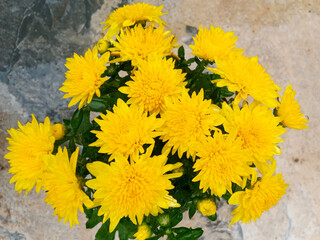 Close-up of bright yellow chrysanthemum flowers in full bloom with lush green leaves.