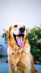 Happy golden retriever outdoors