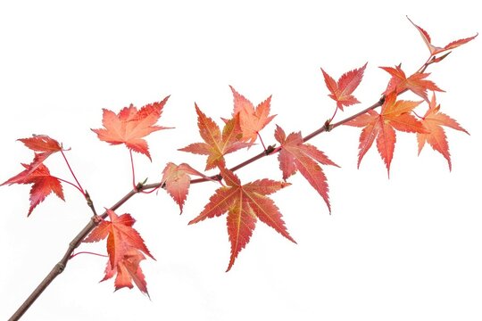 Vibrant autumn maple branch