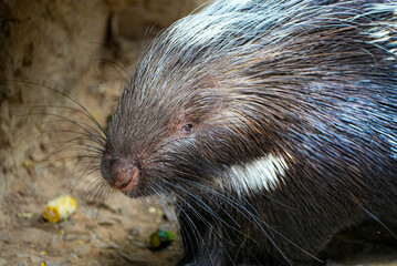 A close-up shot of a porcupine, showcasing its distinctive sharp quills and textured fur. The animal is resting near a rocky wall, revealing natural behavior and habitat details.