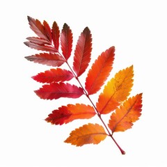 Vibrant autumn leaf isolated white