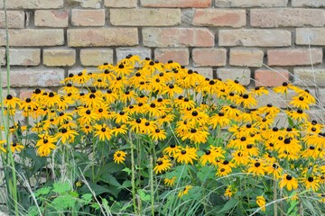 Rudbeckia hirta, commonly called black-eyed Susan and yellow coneflower, is a North American...