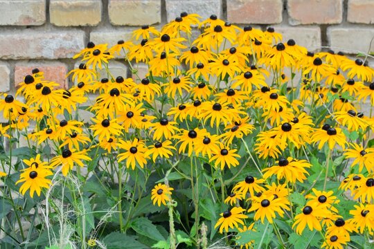 Rudbeckia hirta, commonly called black-eyed Susan and yellow coneflower, is a North American flowering plant in the family Asteraceae. It grows to 1 metre tall with daisy-like yellow flower heads - Powered by Adobe