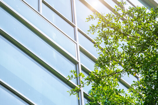 Eco building or Green office windows with garden plant tree and park nature in modern city concept.