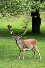 Sika deer in an apple orchard on a summer day