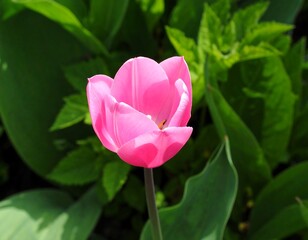 Close-up of a pink tulip in a garden