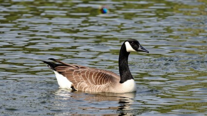 Obraz premium Serene Canada Goose Swimming on Calm Water, Peaceful Wildlife Scene, Nature Photography