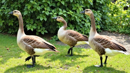 Fototapeta premium Three Greater White-fronted Geese Grazing on Lush Green Lawn, Sunny Day, Peaceful Nature Scene