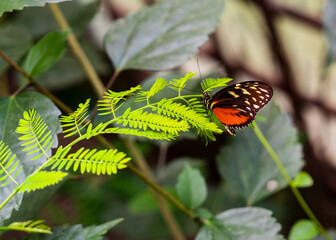 Roter Schmetterling mit weißen Punkten auf grünem Farn von der Seite