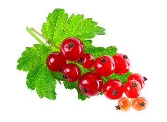 Red currant isolated on white background. Redcurrant or Ribes rubrum ripe berries with green leaves.