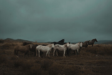 Fototapeta premium group portrait of a herd of horses with three white mares in the center in a dark foggy atmosphere
