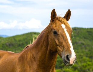 Obraz premium Close-up of a reddish-brown horse's head and neck in a grassy field