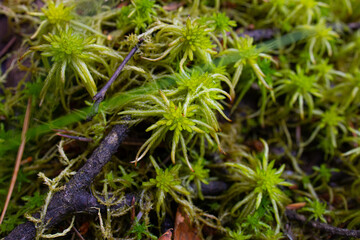 Fototapeta premium Macro shot of green Sphagnum moss in a marshy area in a shady forest on a summer day