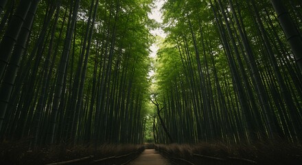 Fototapeta premium Awe-Inspiring Path Through a Towering Green Bamboo Forest Canopy