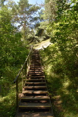 Wooden stairs leading through green forest path on sunny day  